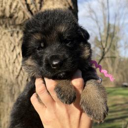 Chanel - Black and red female German Shepherd puppy in Canton, Texas from WILDWOOD GERMAN SHEPHERDS