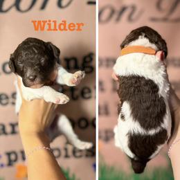 Goldendoodle and Poodle Puppies from Harrington Doodles & Poodles