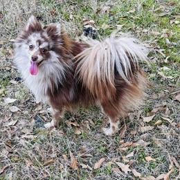 FOXY - Pomeranian