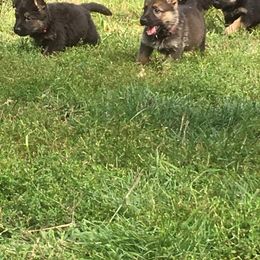 German Shepherd Puppies from Hacker Haus GSDs