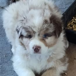 Blue Collar - Red merle male Australian Shepherd puppy in North Jackson, Ohio from Shadowood Australian Shepherds