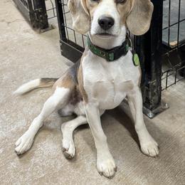 Charlie - Beagle