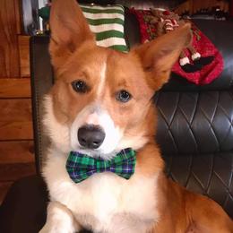 American Corgis and Pembroke Welsh Corgis from Summersville Corgis of Groves Farm