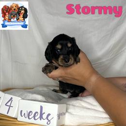 Dachshund Puppies from Shannon Dolly’s Dachshunds