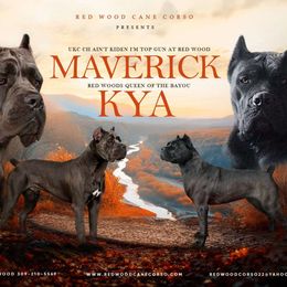 Cane Corso puppies from Red Wood Cane Corso