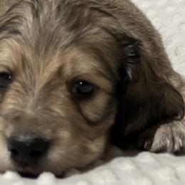 Boy 1 - Cream Dachshund puppy in Highland, California from BAES Teufelshunde