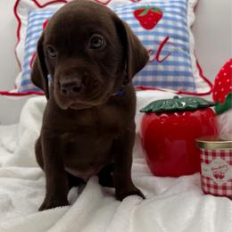 Blue - Chocolate male Labrador Retriever puppy in Heath Springs, South Carolina from Rich Hill Retrievers