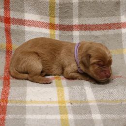 Ariat - Dark golden female Golden Retriever puppy in New Weston, Ohio from Bertke AKC Golden Retrievers and Bernese Mountain Dogs