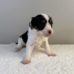 Anna - Black tri-color female Aussiedoodle puppy in Adams, Nebraska from Boxcar Doodles and Poodles