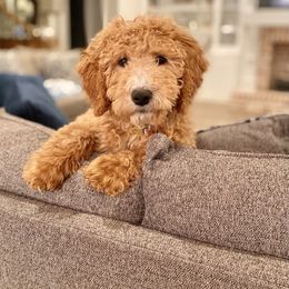 Goldendoodle Puppies from Magnolia Doodles of Southern Miss