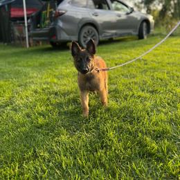 Lilac - Mahogany and black female Belgian Tervuren puppy in Merrill, Michigan from Reves Vifs Belgian Shepherds