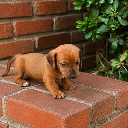Betty - Red female Dachshund puppy in Arcadia, California from Cruz Industries - Dachshund Company & French Bulldog Company