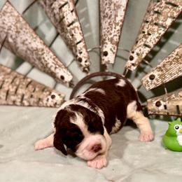 Green boy - Liver white and tan male English Springer Spaniel puppy in Cleburne, Texas from Powers English Springer Spaniels