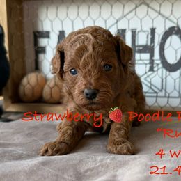 Ruby (red collar) - Red  female Poodle puppy in Boyes, Montana from Strawberry Poodle Patch