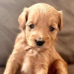 Dory - Apricot female Goldendoodle puppy in Tucson, Arizona from JER Doodles