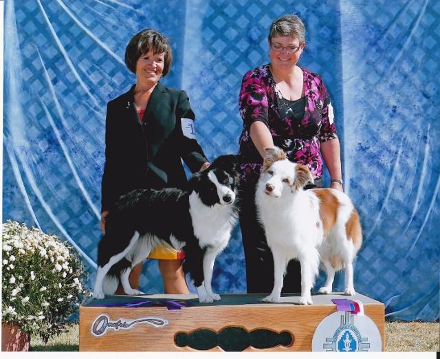Echowyn Border Collies in New Mexico Border Collie puppies Good Dog