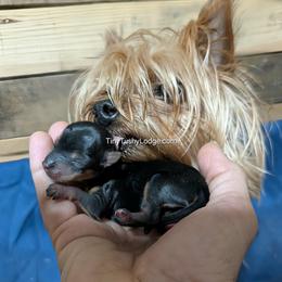 AKC traditional male - Blue and gold male Yorkshire Terrier puppy in Greencastle, Indiana from Tiny Tushy Lodge