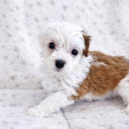 Lucy - female Aussiedoodle puppy in Louisville, Mississippi from Kristy’s Kennels