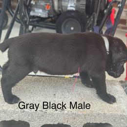 Gray - Black male Cane Corso puppy in Laplace, Louisiana from BFM Cane Corso’s