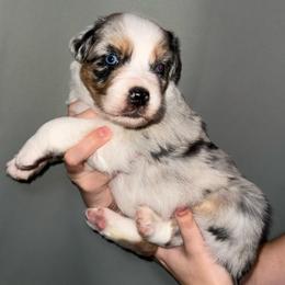 Phoenix - Blue merle male Australian Shepherd puppy in Weeki Wachee, Florida from Ace of Spades Australian Shepherds