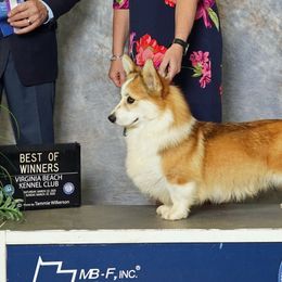 Ryder - Pembroke Welsh Corgi
