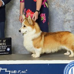 Ryder - Pembroke Welsh Corgi