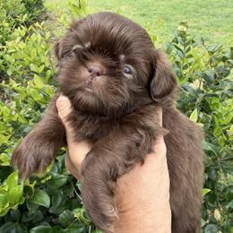 Girl 2 - Chocolate female Shih Tzu puppy in Ocala, Florida from Mimi's Shih-tzus of Ocala