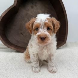 Hope - Caramel female Australian Labradoodle puppy in Denton, Texas from Liberty Hill Labradoodles