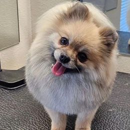 Mcfly - Pomeranian