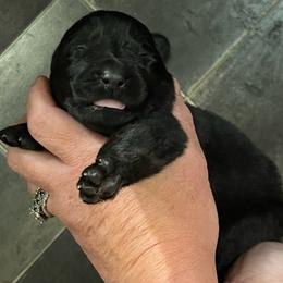 Black girl - Black female German Shepherd puppy in Clarkrange, Tennessee from Vom Wolff