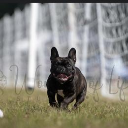French Bulldog Puppies from Peaceful Prayers French Bulldogs