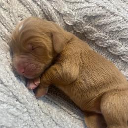 Maylene - Red  female Goldendoodle puppy in Calhoun, Georgia from FamilyLoved Doodles