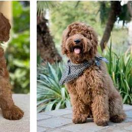 Rusty - Australian Labradoodle