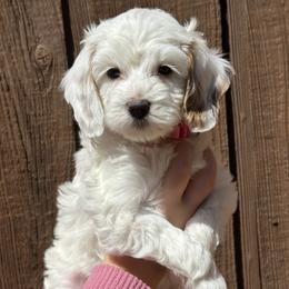 Winter - male Goldendoodle puppy in Florence, South Carolina from Candy Doodles