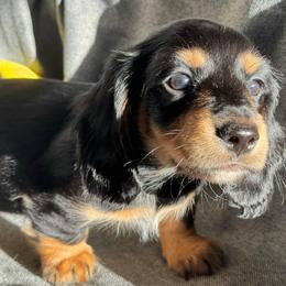 Onyx - Black and tan male Dachshund puppy in Havertown, Pennsylvania from Beaks and Barks, LLC