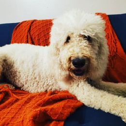 SUNSHINE - Goldendoodle