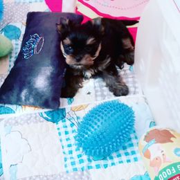 Yorkshire Terrier Puppies from Twilights Yorkies FL