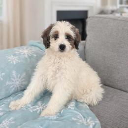 Bisque - Merle female Bernedoodle puppy in Canterbury, Connecticut from Katelyn A