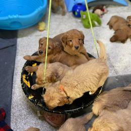 Golden Retriever Puppies from Mueller’s Furry Farm