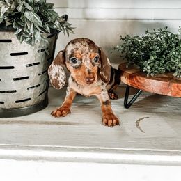 Dachshund Puppies from Cotton Hill Dachshunds