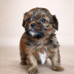 Bourbon - Blue and tan male Shorkie puppy in Delta, Colorado from SATA Kennels