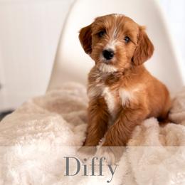 Diffy - Red  male Goldendoodle puppy in Melba, Idaho from KZ Doodles