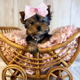 Evie - Black and tan female Yorkshire Terrier puppy in Roseville, California from Blueberry Brook Yorkies