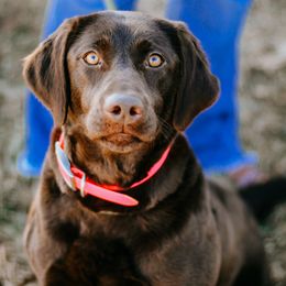 Labrador Retrievers and Miniature Schnauzers from J Bar B Kennels