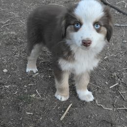 RTM2 - Red tri Toy Australian Shepherd puppy in Bend, Oregon from Badlands Toy and Mini Aussies