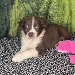 Hendrix - Seal male Border Collie puppy in Fenton, Michigan from Darrowby Border Collies