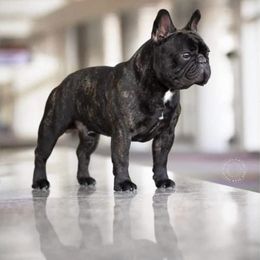 French Bulldog All Grown Up from HDH French Bulldogs