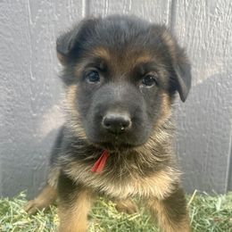 Cherry- red collar - Black and red female German Shepherd puppy in Ronan, Montana from Semper Fi K9 Montana