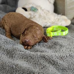 Caspian (lime green collar)-OFA and CHIC parents - Red  male Poodle puppy in Westfield, North Carolina from Legacy Pets