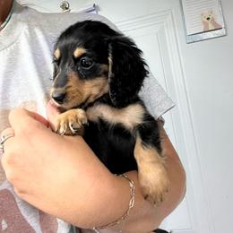 Blackjack - Black and tan female Dachshund puppy in Oklahoma from Rockin’ S Kennel